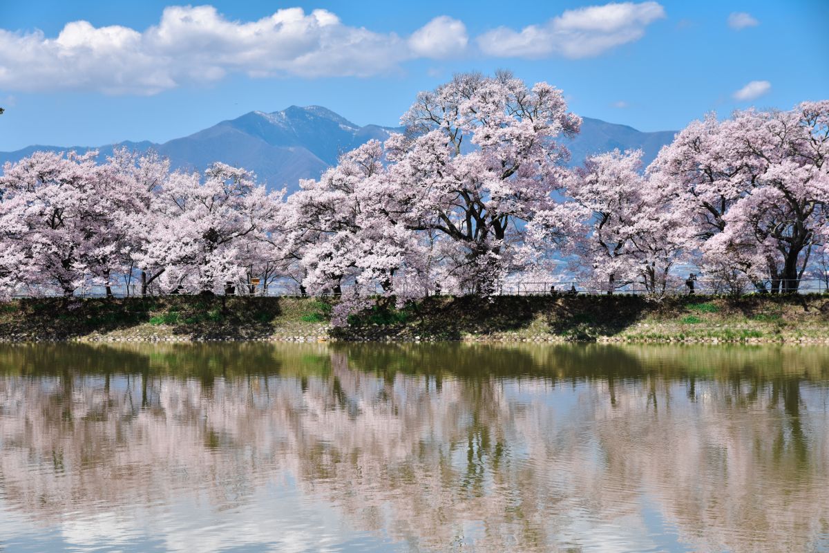 南信州の桜旅　六道の堤